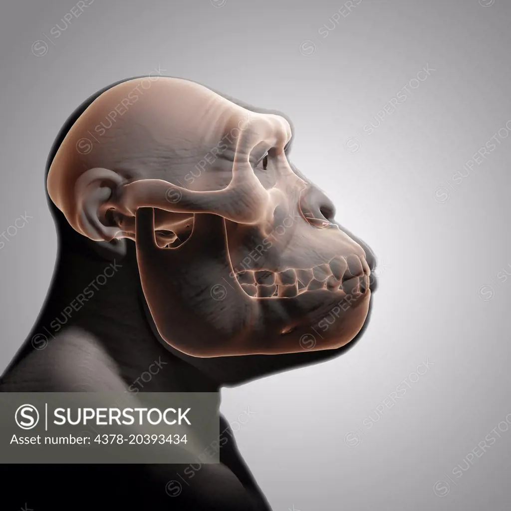 Australopithecus with Skull