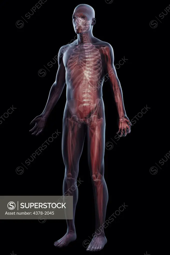 Anatomical model showing the human muscular system.