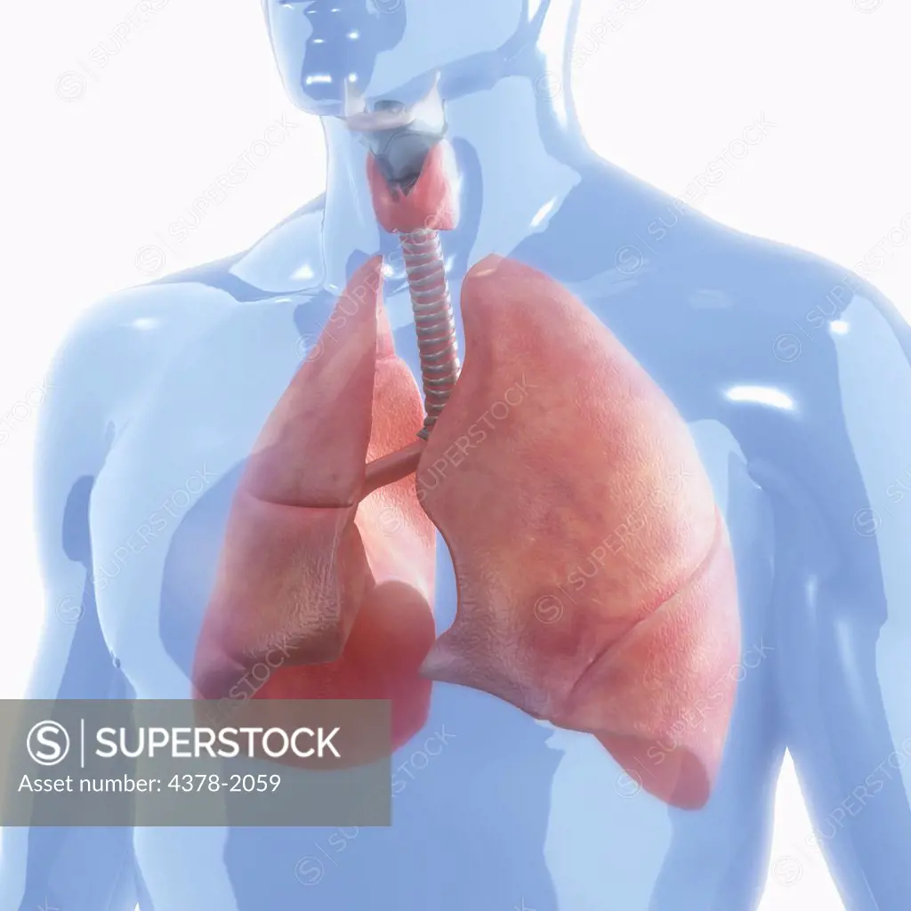 A set of lungs inside a transparent human model.