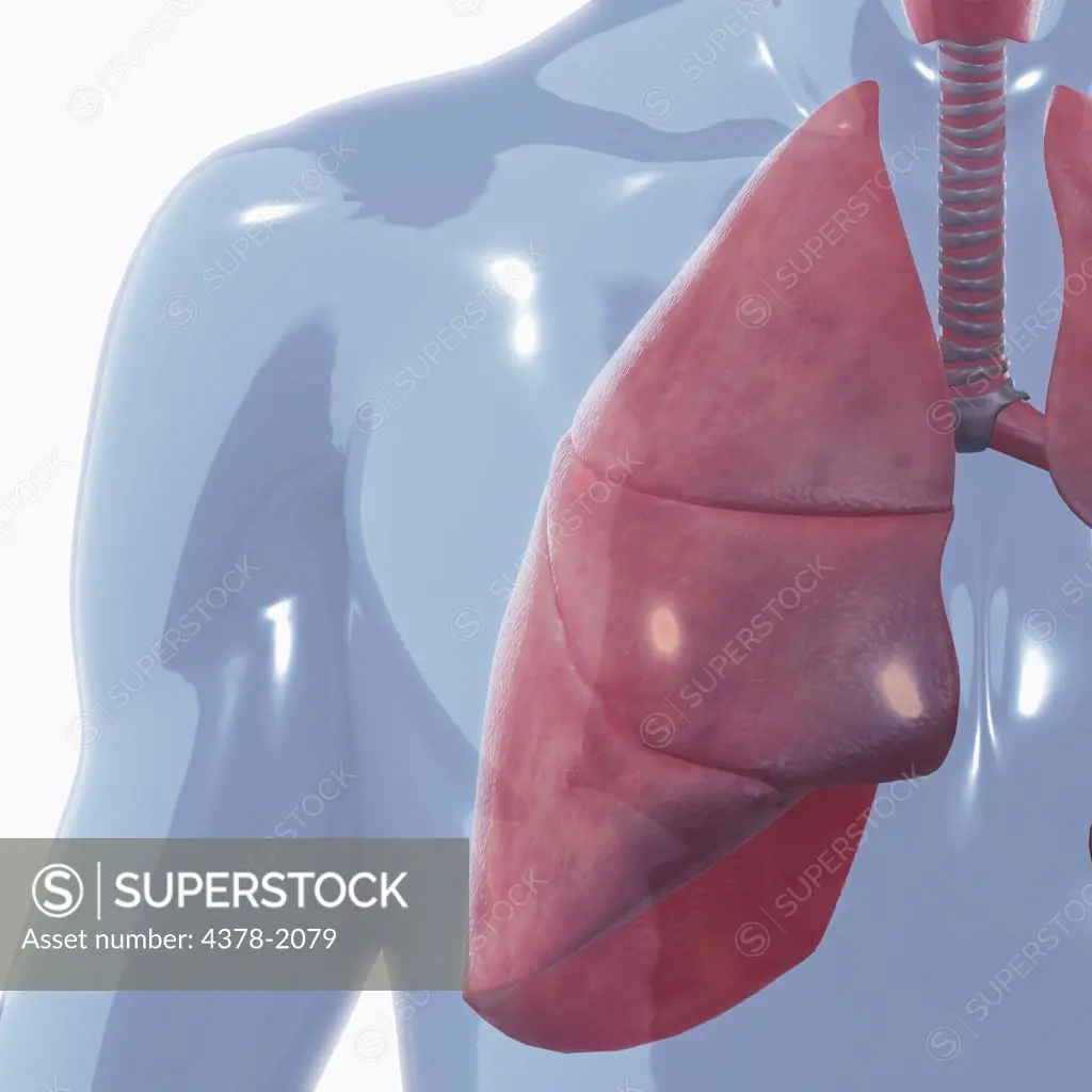 A set of lungs inside a transparent human model.