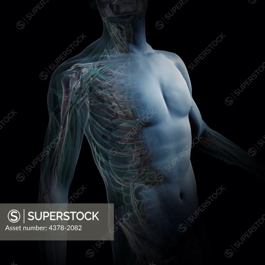 A human model showing internal anatomy.