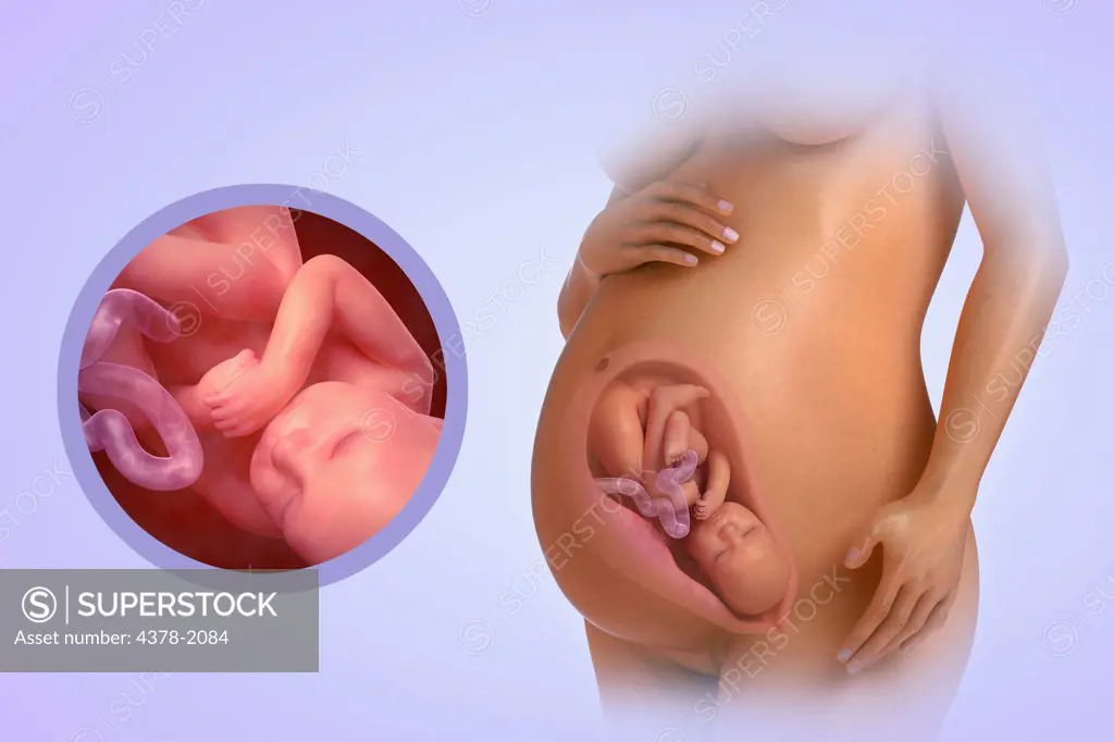 A human model showing pregnancy at week 40.