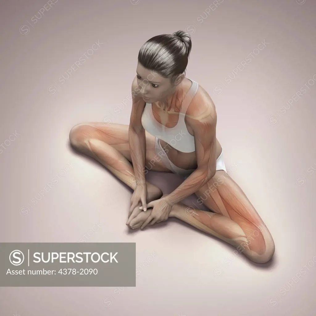 Musculature layered over a female body in the bound angle pose showing the activity of certain muscle groups in this particular yoga posture.