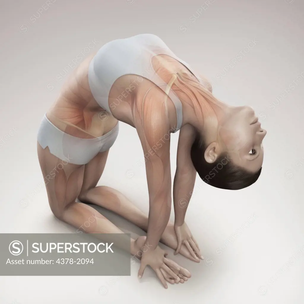 Musculature layered over a female body in camel pose showing the activity of certain muscle groups in this particular yoga posture.