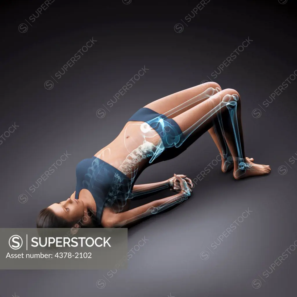 Skeleton layered over a female body in bridge pose showing skeletal activity in this particular yoga posture.