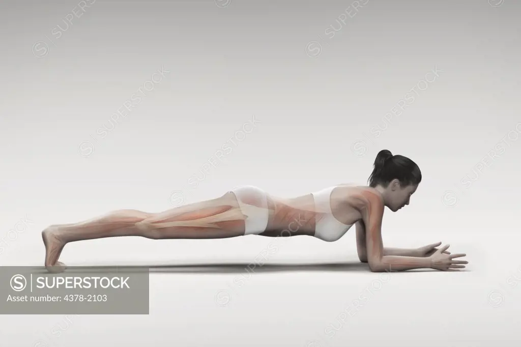 Musculature layered over a female body in a variation of dolphin plank pose showing the activity of certain muscle groups in this particular yoga posture.
