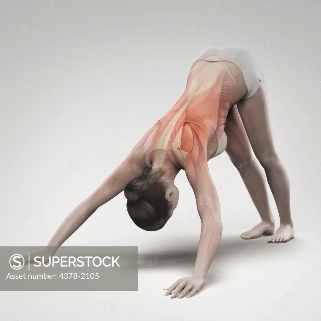 Musculature layered over a female body in downward dog pose showing the activity of certain muscle groups in this particular yoga posture.