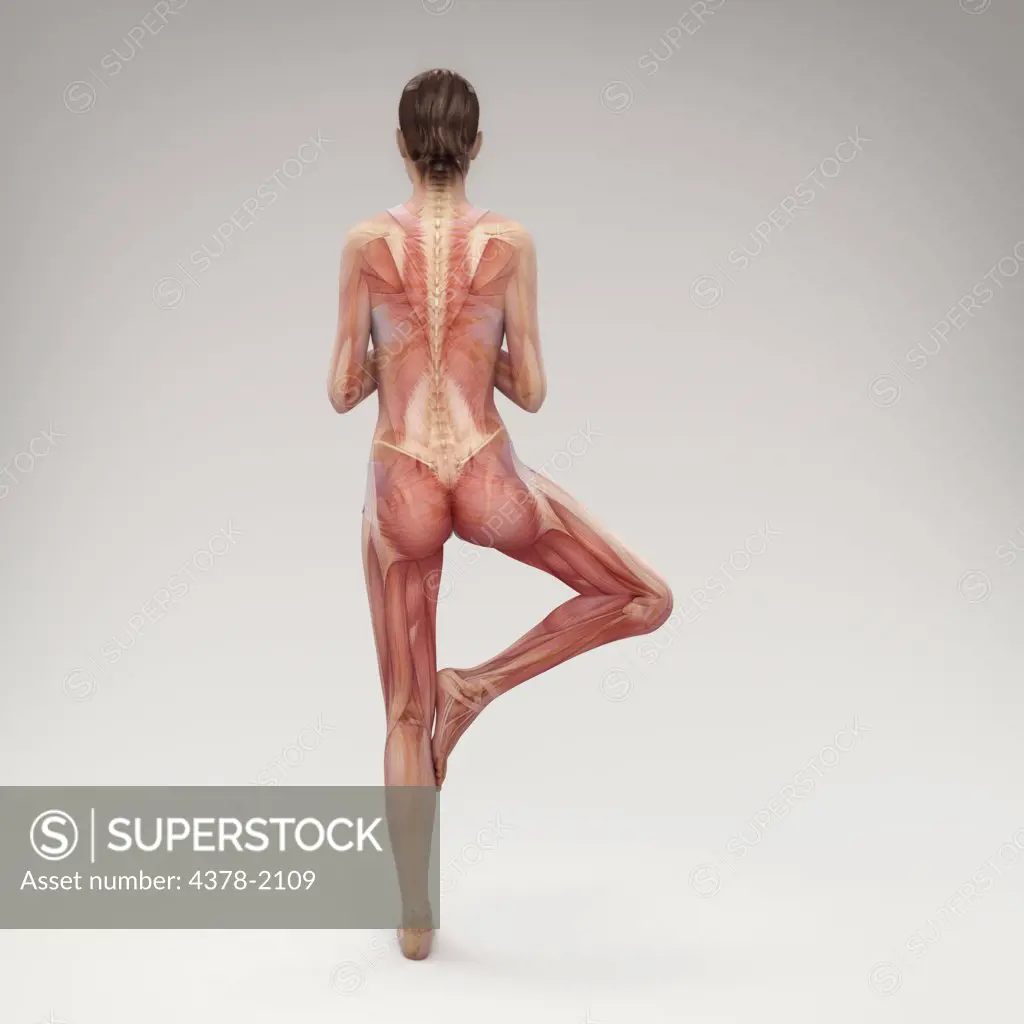 Musculature layered over a female body in tree pose showing the activity of certain muscle groups in this particular yoga posture.