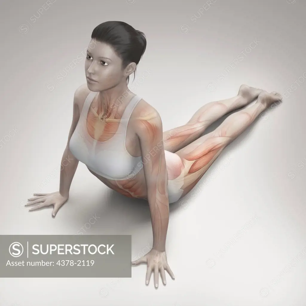 Musculature layered over a female body in cat pose showing the activity of certain muscle groups in this particular yoga posture.