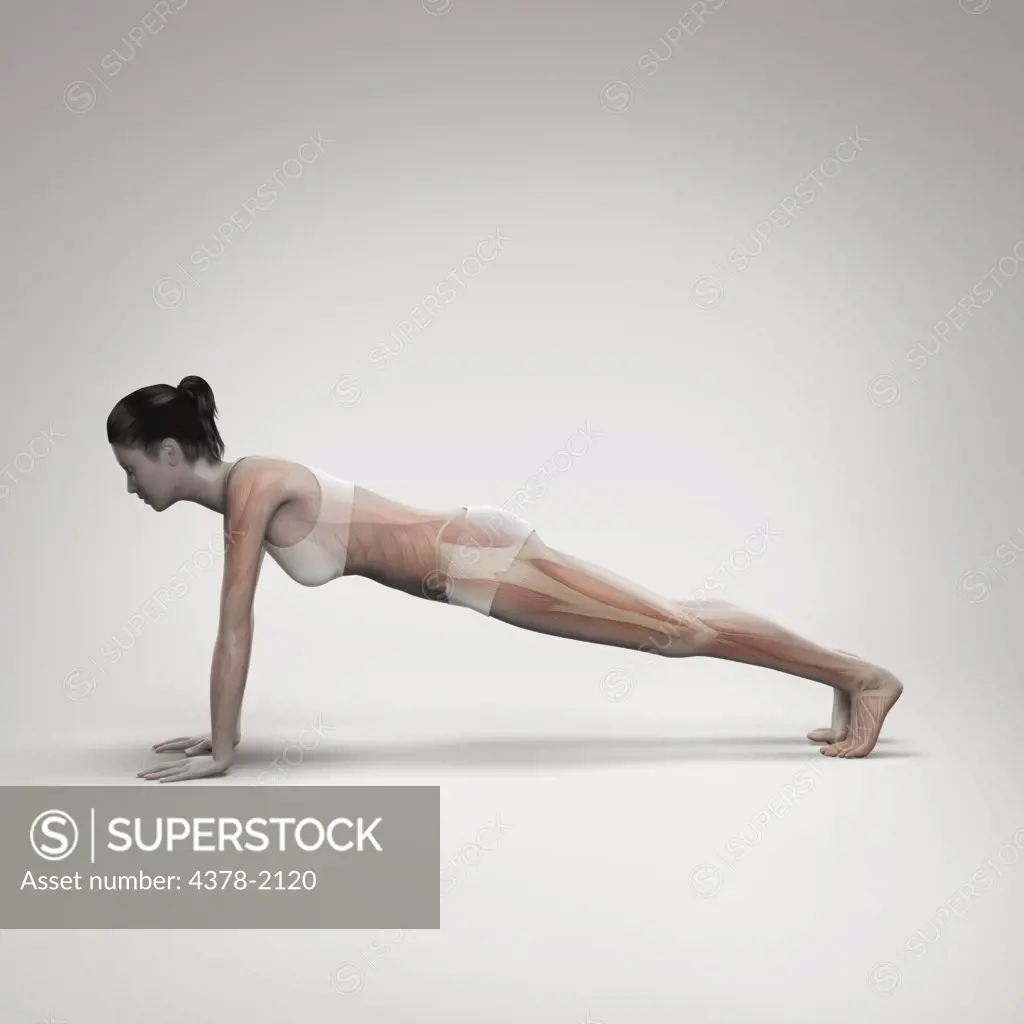 Musculature layered over a female body in plank pose showing the activity of certain muscle groups in this particular yoga posture.