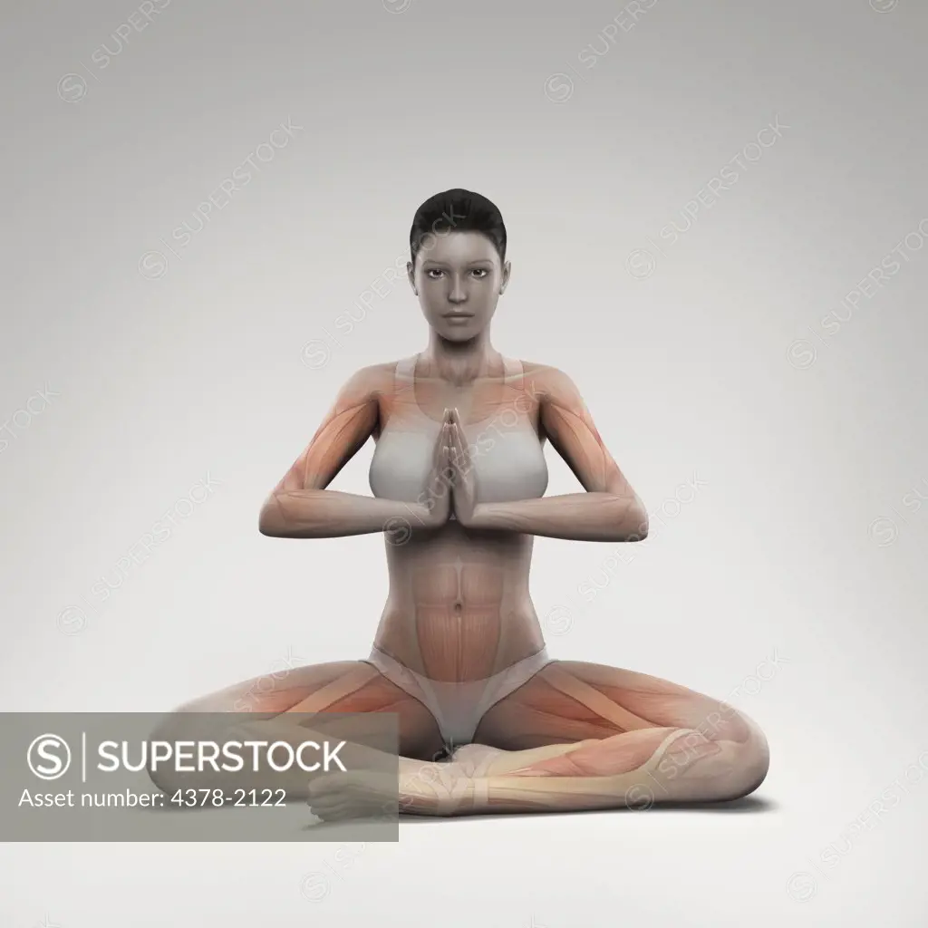 Musculature layered over a female body in prayer pose showing the activity of certain muscle groups in this particular yoga posture.