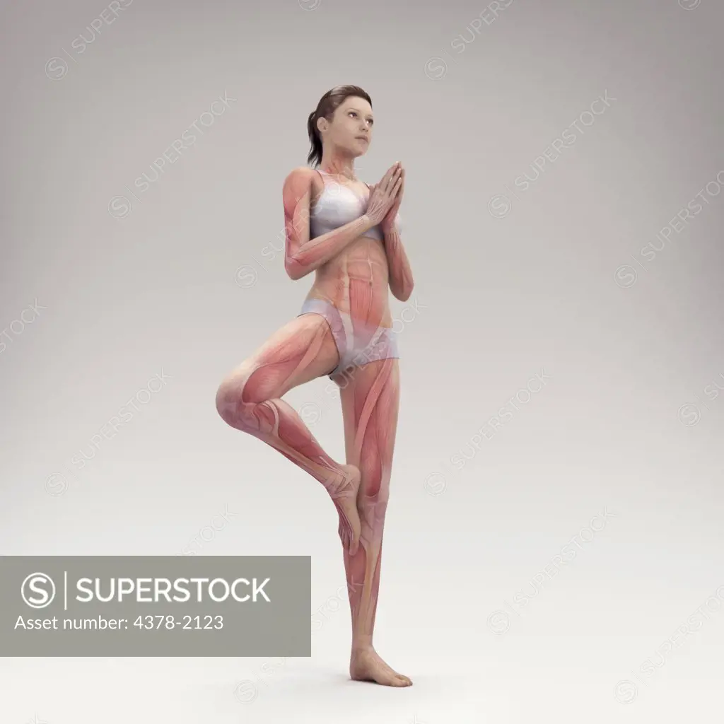 Musculature layered over a female body in tree pose showing the activity of certain muscle groups in this particular yoga posture.