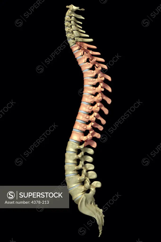 Side view of the human spinal column or spine. The thoracic vertebrae are highlighted.