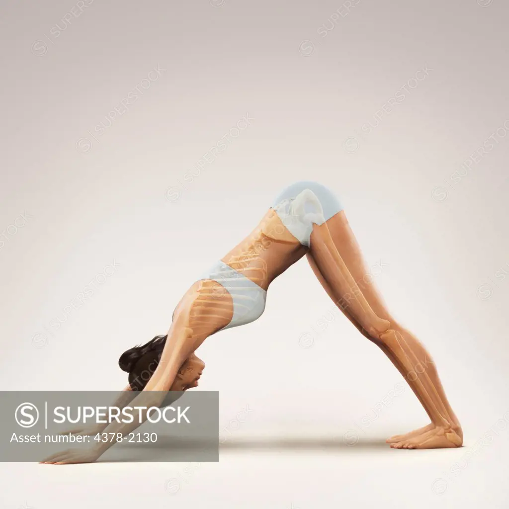 Skeleton layered over a female body in downward dog pose showing the skeletal alignment of this particular yoga posture.