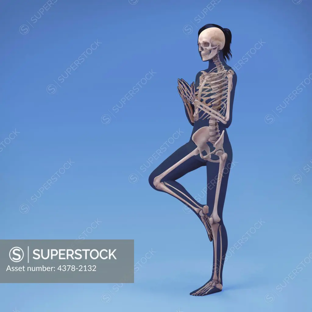 Human skeleton in tree pose showing the skeletal alignment of this particular yoga posture.