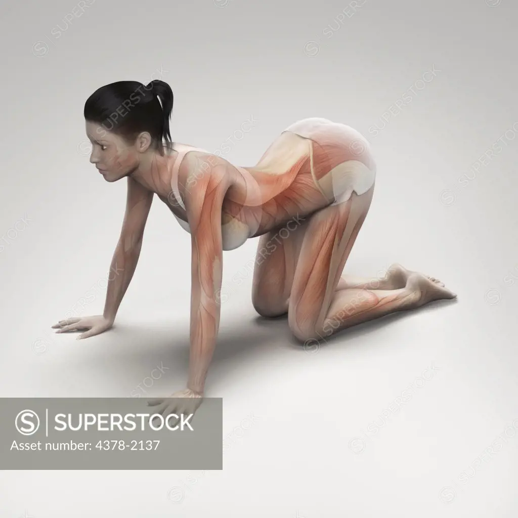 Musculature layered over a female body in cow pose showing the activity of certain muscle groups in this particular yoga posture.