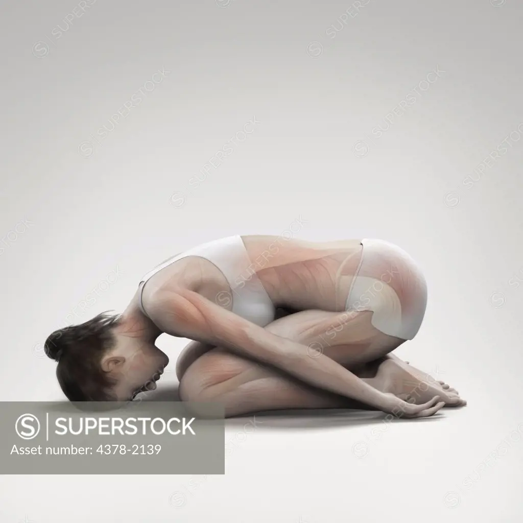 Musculature layered over a female body in child's pose showing the activity of certain muscle groups in this particular yoga posture.