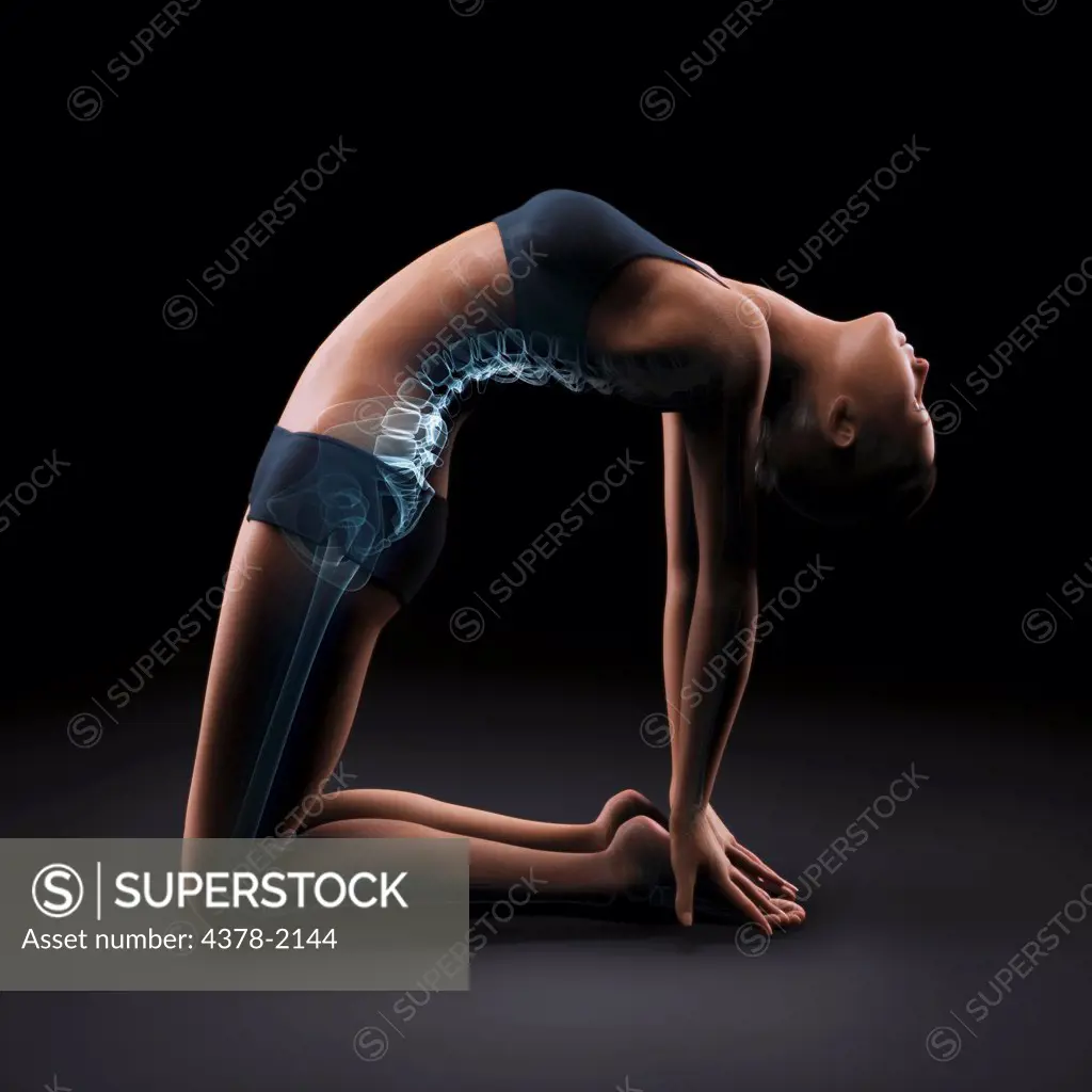 Skeleton layered over a female body in camel pose showing the spine stretch in this particular yoga posture.