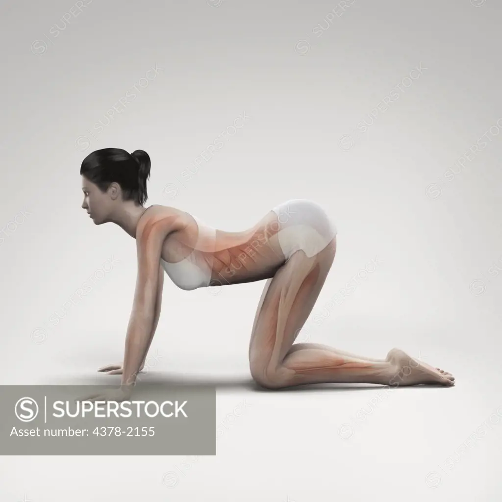 Musculature layered over a female body in cow pose showing the activity of certain muscle groups in this particular yoga posture.