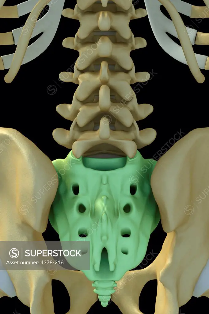 Close-up view of the male sacrum.