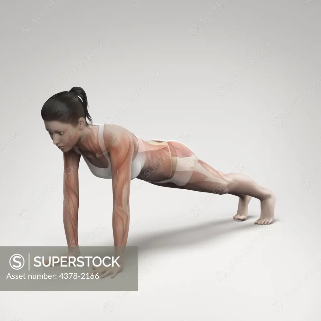 Musculature layered over a female body in plank pose showing the activity of certain muscle groups in this particular yoga posture.