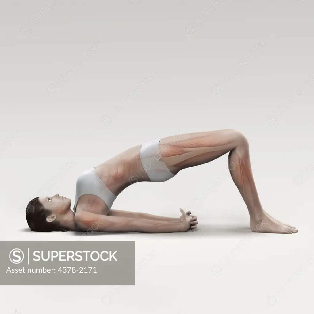 Musculature layered over a female body in bridge pose showing the activity of certain muscle groups in this particular yoga posture.