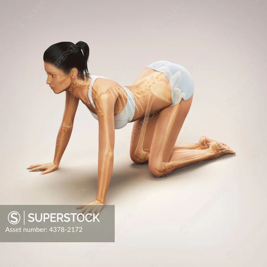 Skeleton layered over a female body in cow pose showing the spine stretch in this particular yoga posture.