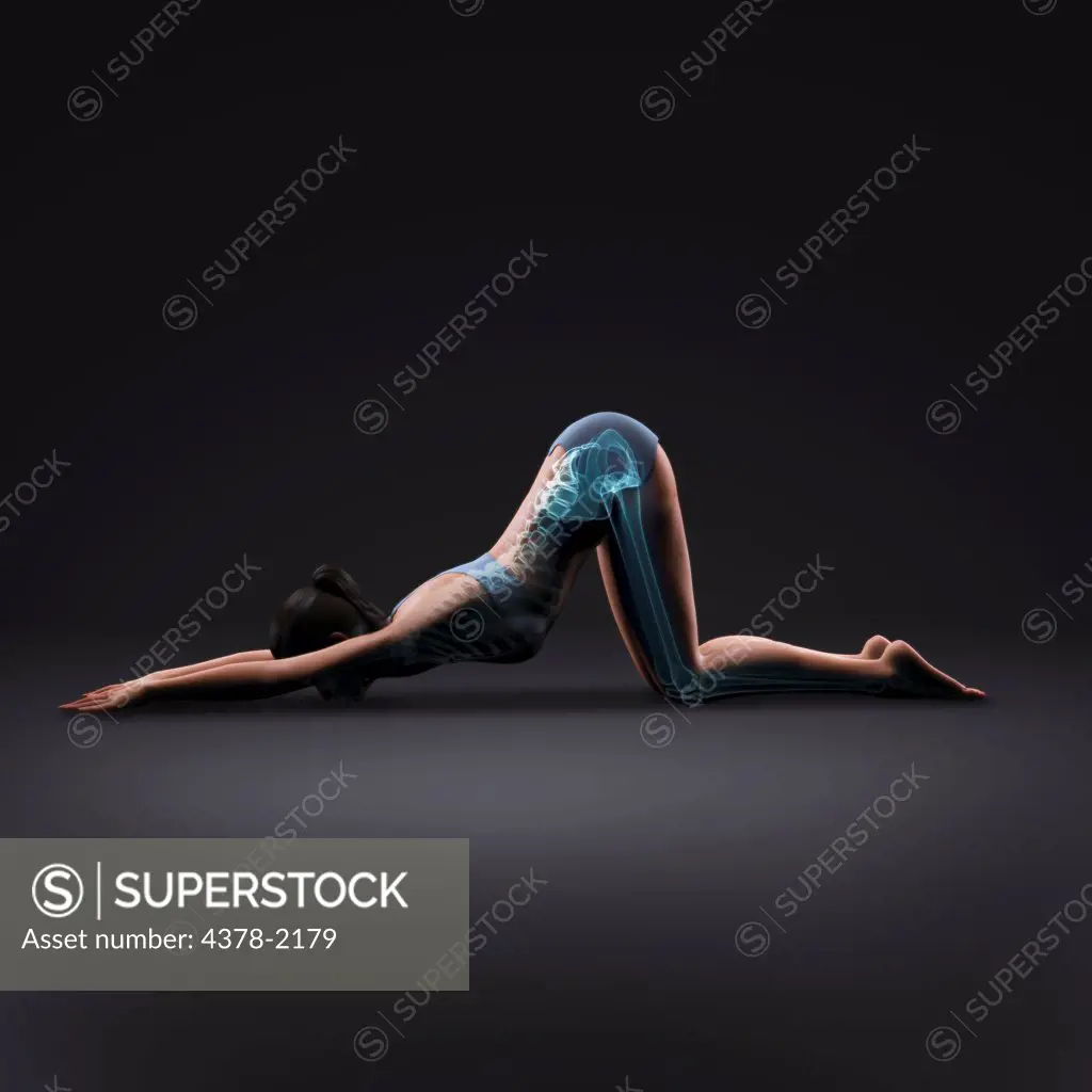Skeleton layered over a female body in extended puppy pose showing the skeletal alignment of this particular yoga posture.
