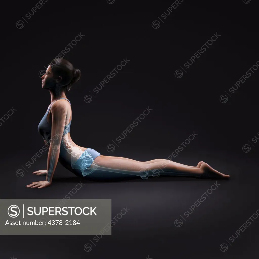 Skeleton layered over a female body in cobra pose showing the skeletal alignment of this particular yoga posture.