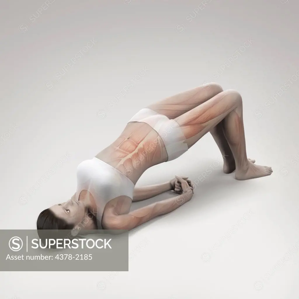 Musculature layered over a female body in bridge pose showing the activity of certain muscle groups in this particular yoga posture.