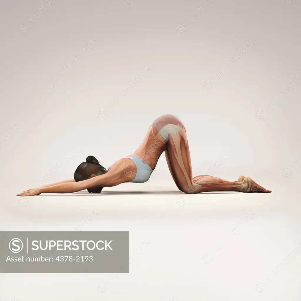 Musculature layered over a female body in extended puppy pose showing the activity of certain muscle groups in this particular yoga posture.