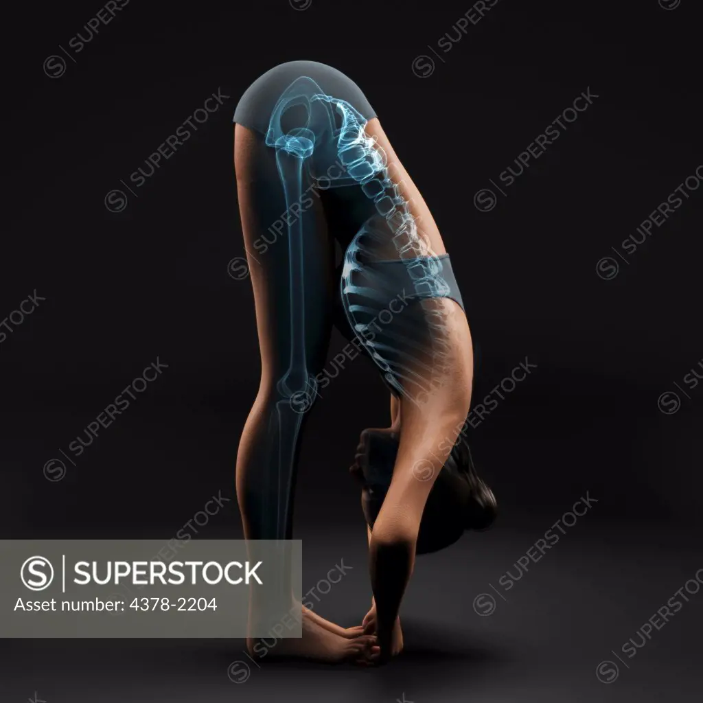 Skeleton layered over a female body in the big toe pose showing a stretch in the spine in this particular yoga posture.
