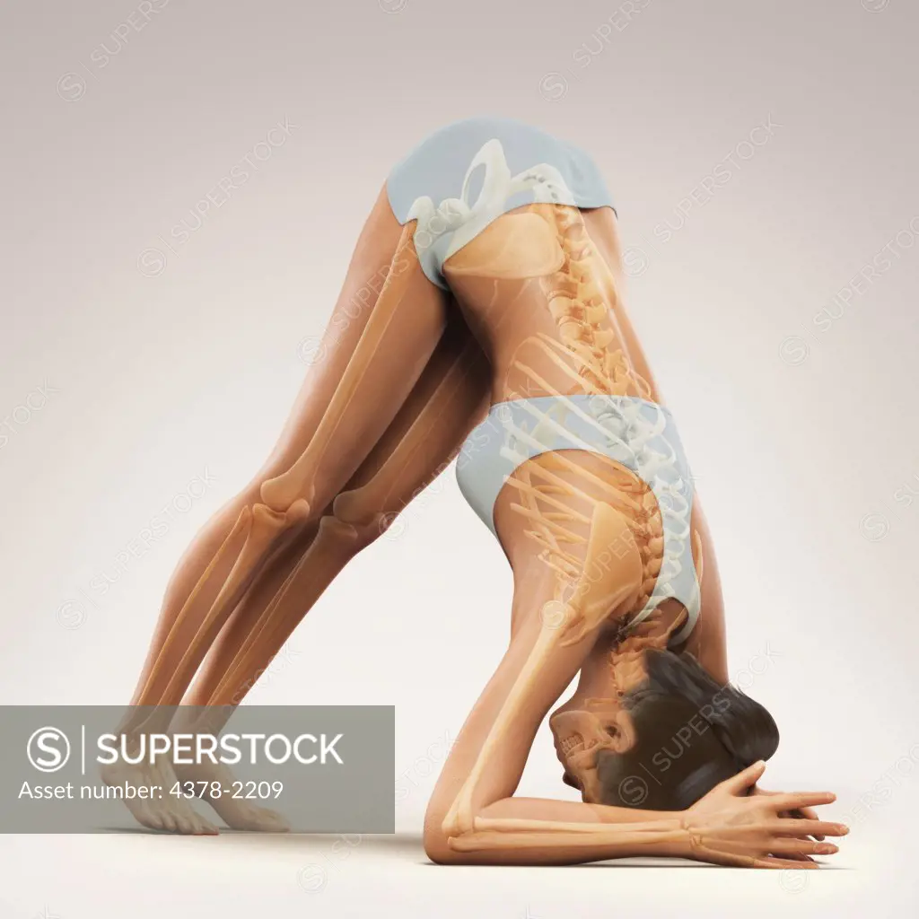 Skeleton layered over a female body in a variation of the dolphin pose showing the skeletal alignment in this particular yoga posture.