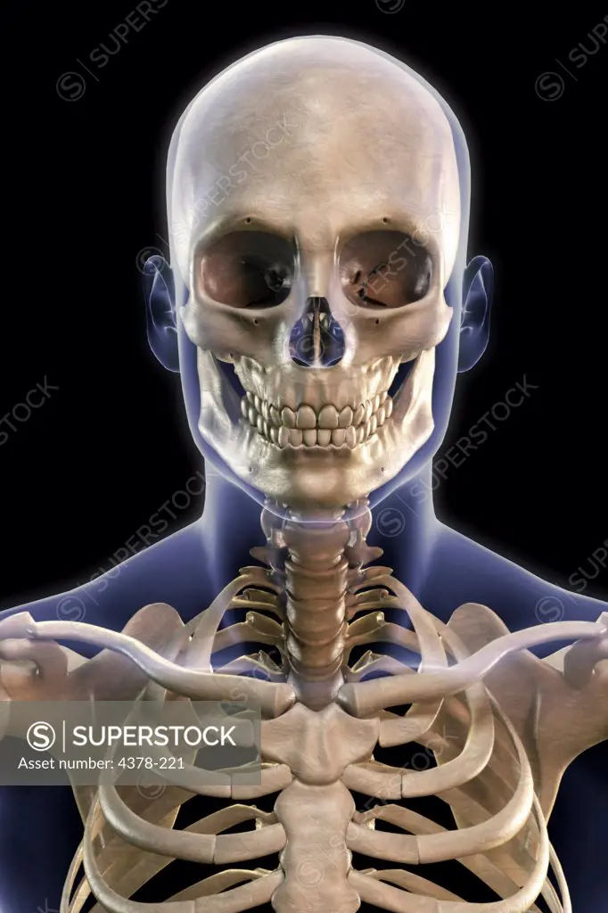 Stylized front view of the human bones of the head, neck and shoulders within the skin (male).