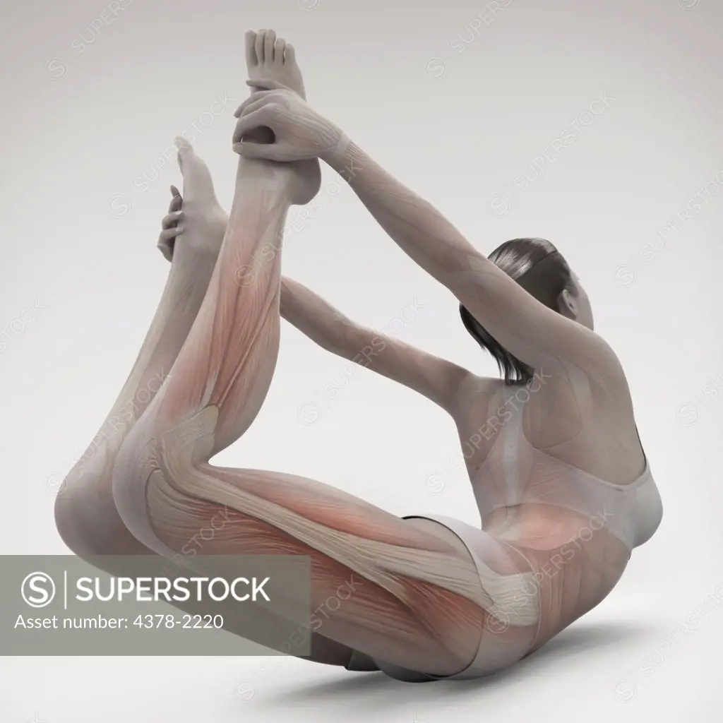 Musculature layered over a female body in bow pose showing the activity of certain muscle groups in this particular yoga posture.