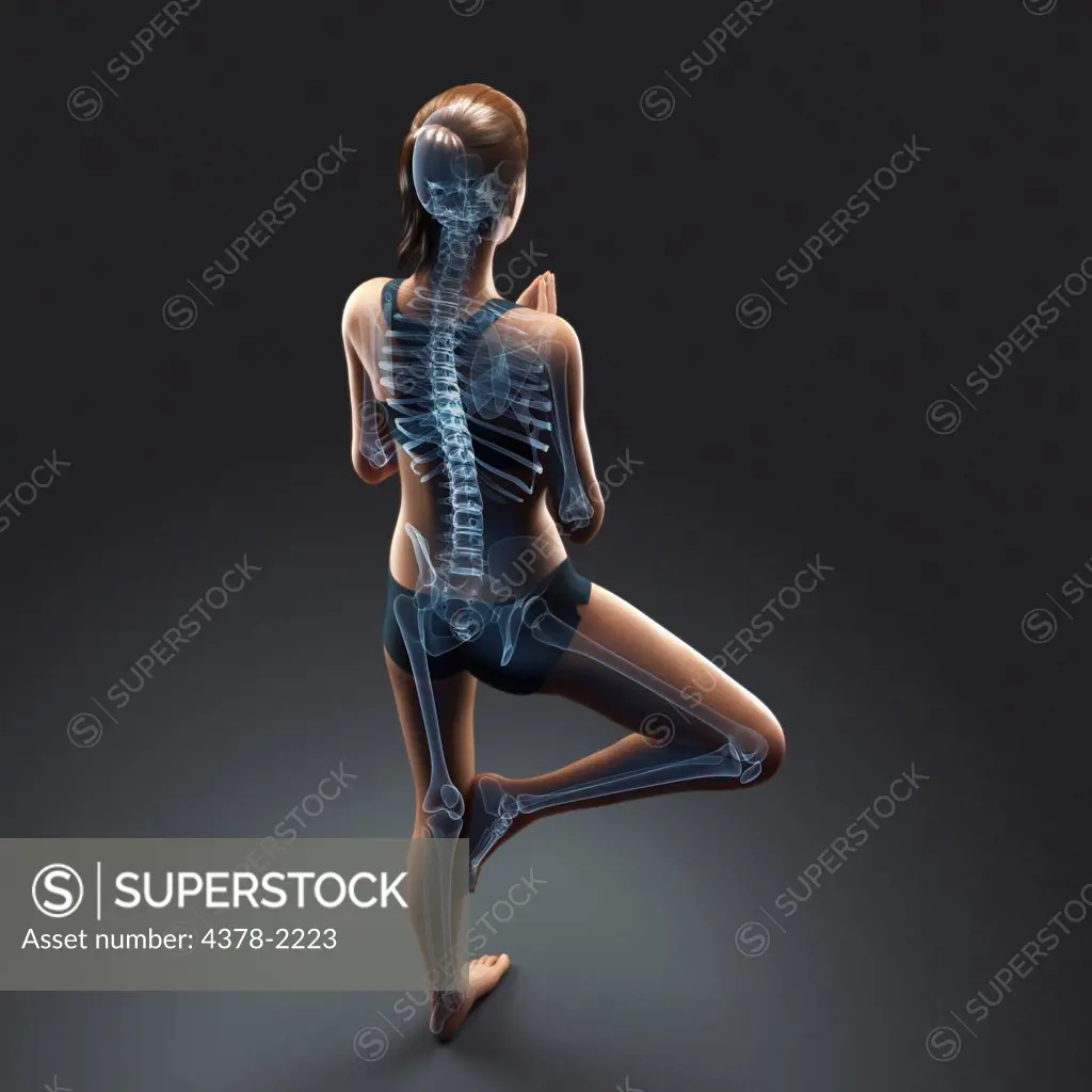Skeleton layered over a female body in the tree pose showing the skeletal alignment of this particular yoga posture.