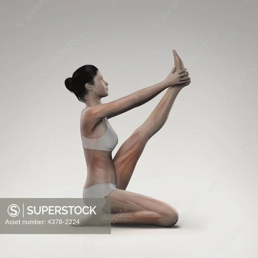 Musculature layered over a female body in heron pose showing the activity of certain muscle groups in this particular yoga posture.