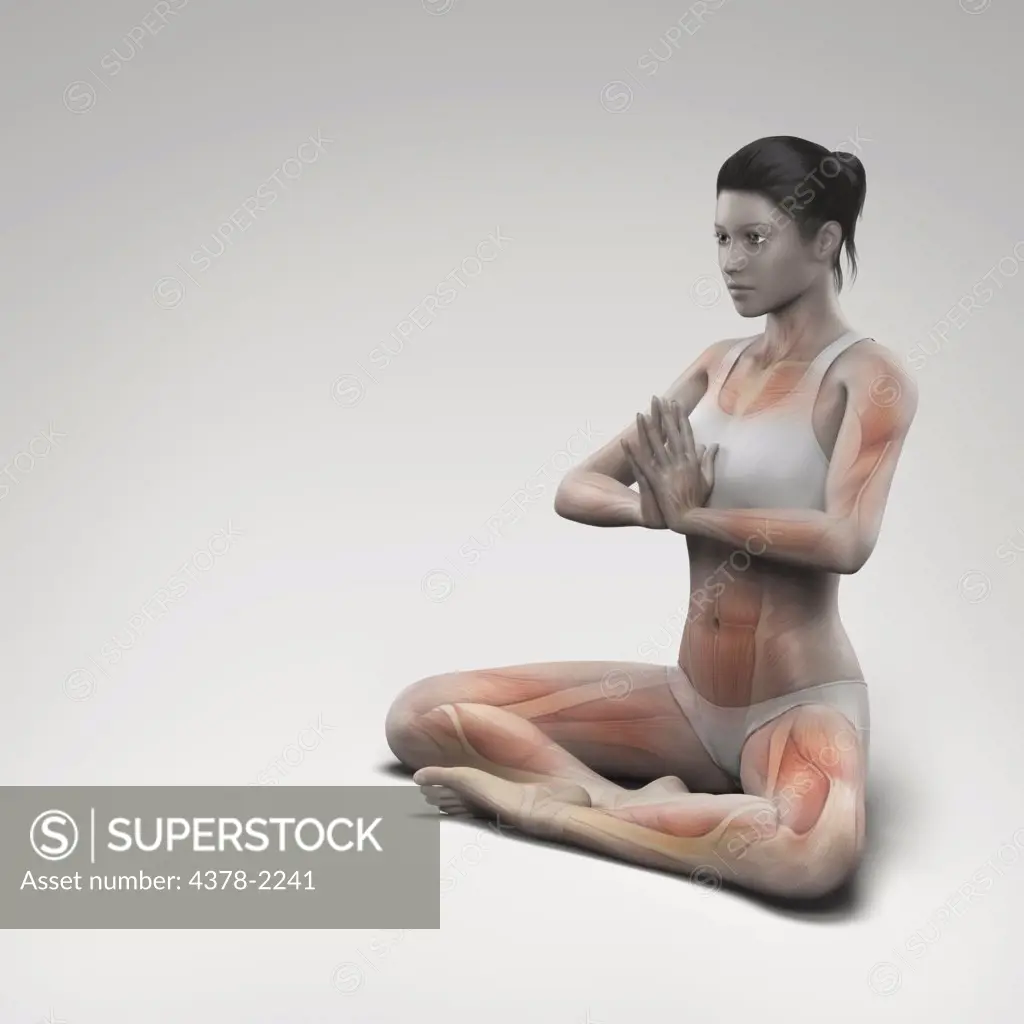 Musculature layered over a female body in prayer pose showing the activity of certain muscle groups in this particular yoga posture.