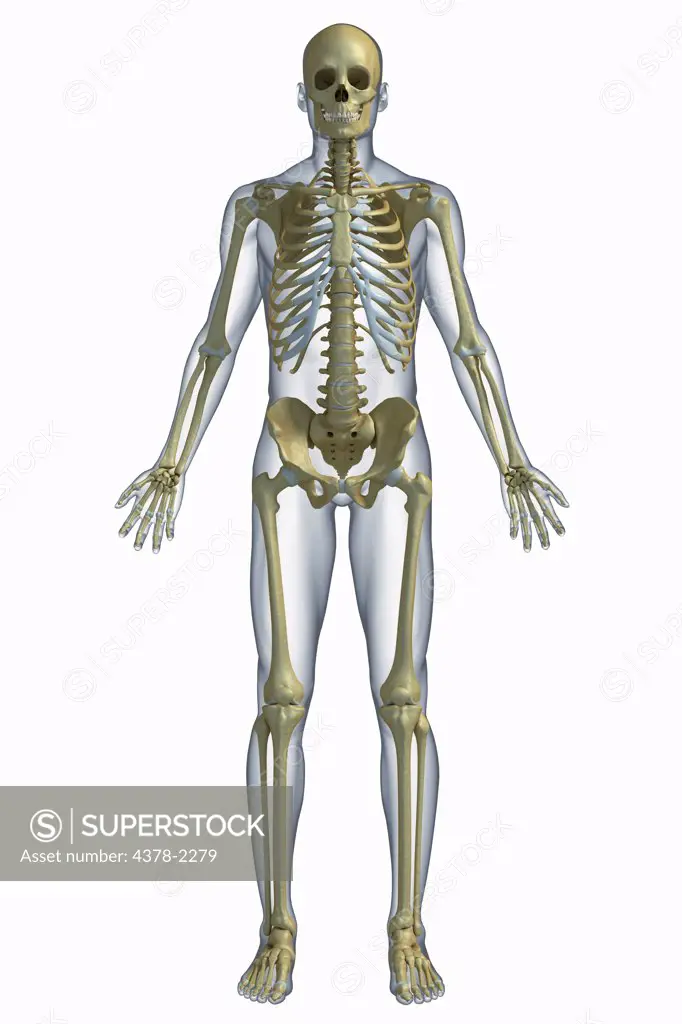 A representation of the human skeletal system.