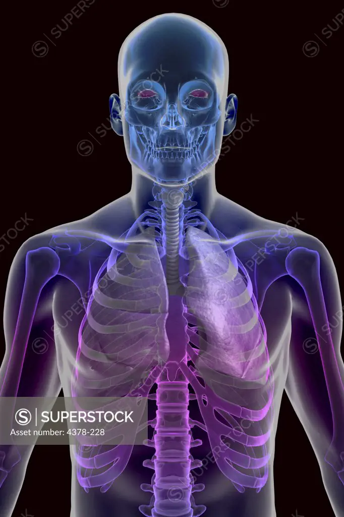 Stylized front view of the upper body showing the skeleton and respiratory system.