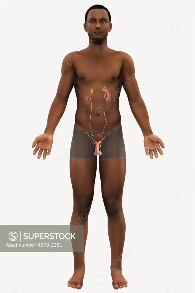 A full body view of a male figure of African ethnicity showing the anatomy of the urinary system.