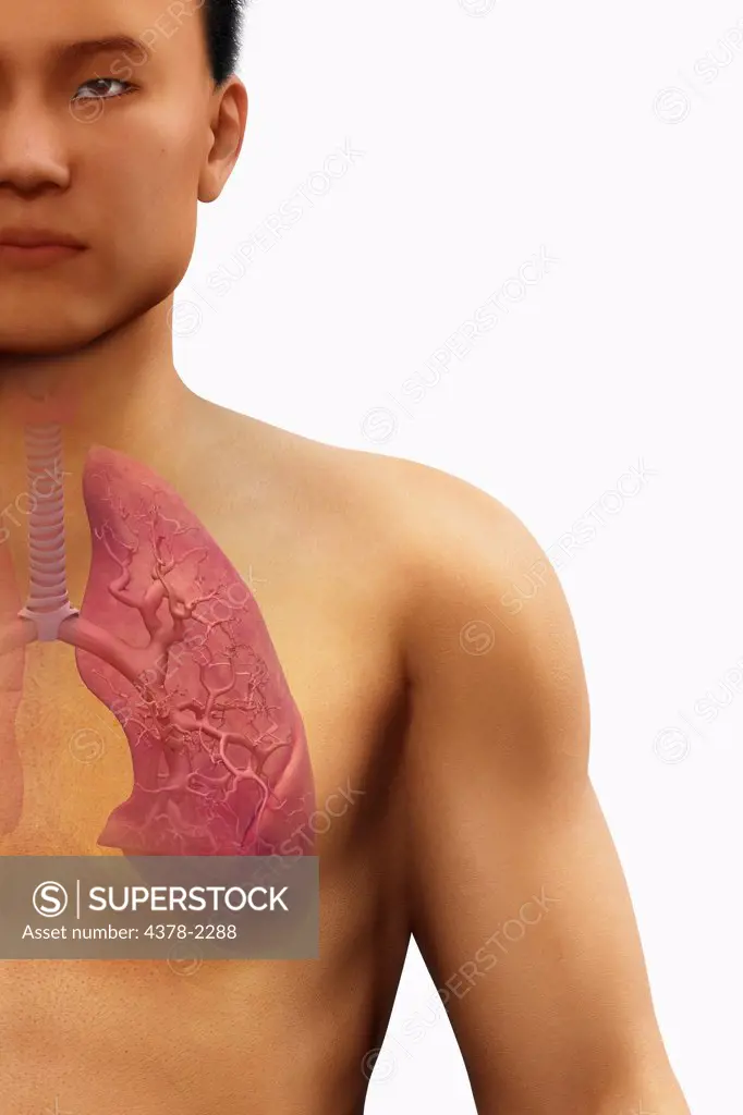 Anatomical model showing the structure of the left human lung.