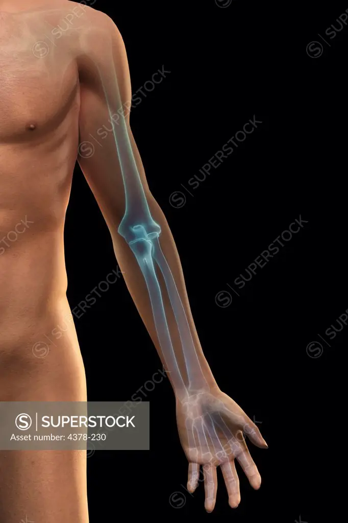 Stylized front view of the bones of the left arm (male).