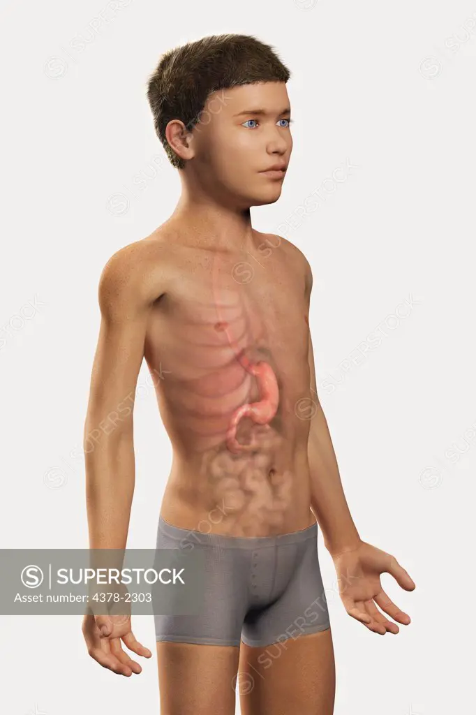 Digital illustration of a pre-adolescent male child with the organs of the digestive system visible within the abdomen. The stomach has been highlighted.