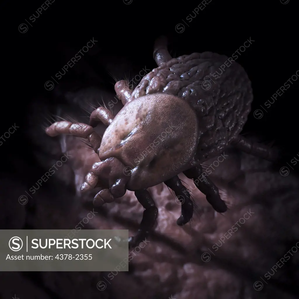 Tick (Ixodes) crawling along a wrinkled surface.