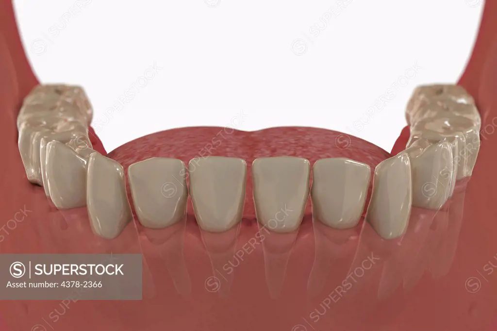 Anatomical model showing the lower row of human teeth.