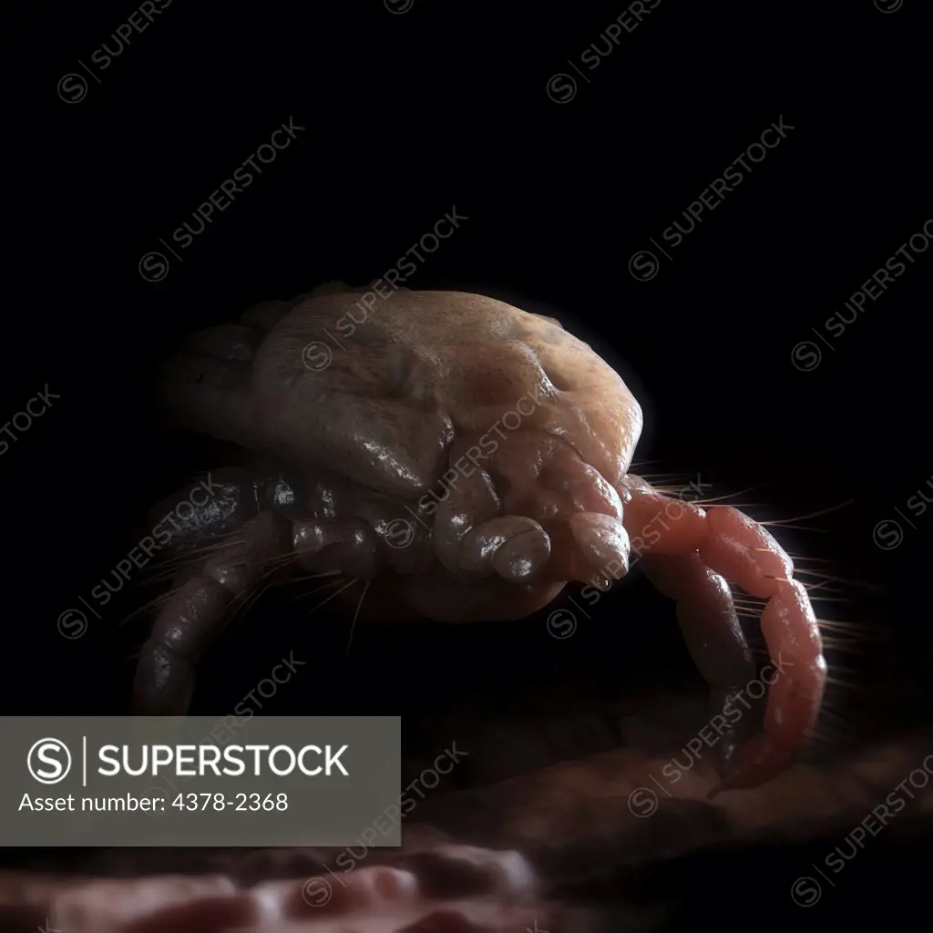 Hard-bodied tick (Ixodes).