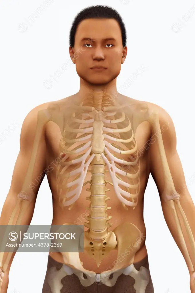 Anatomical model showing the bones which form the human skeletal structure.