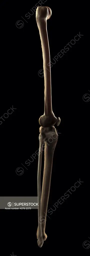 Bones and joint that form the skeletal structure of the human leg