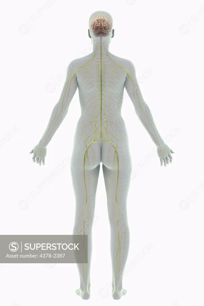 A rear view of a stylized female figure with a wire frame appearance with nerves and brain present.